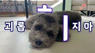 푸들형제｜낮잠자는 강아지 괴롭히기｜크리스마스이브｜실버푸들｜silver poddle by ChrisMasEve 크리스마스이브 186 views 1 year ago 2 minutes, 26 seconds