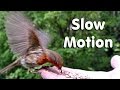 Hand Feeding Birds in Slow Motion - Panasonic HC-V750 Camcorder