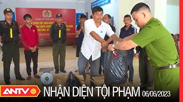 Đột kích chặn đứng trang trại trồng, sấy cần sa quy mô ‘khủng’ của 2 bố con ở Phú Thọ | NDTP | ANTV