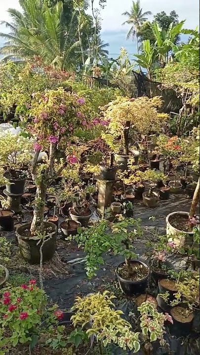 di musim hujan bougenville banyak yang rontok bunganya