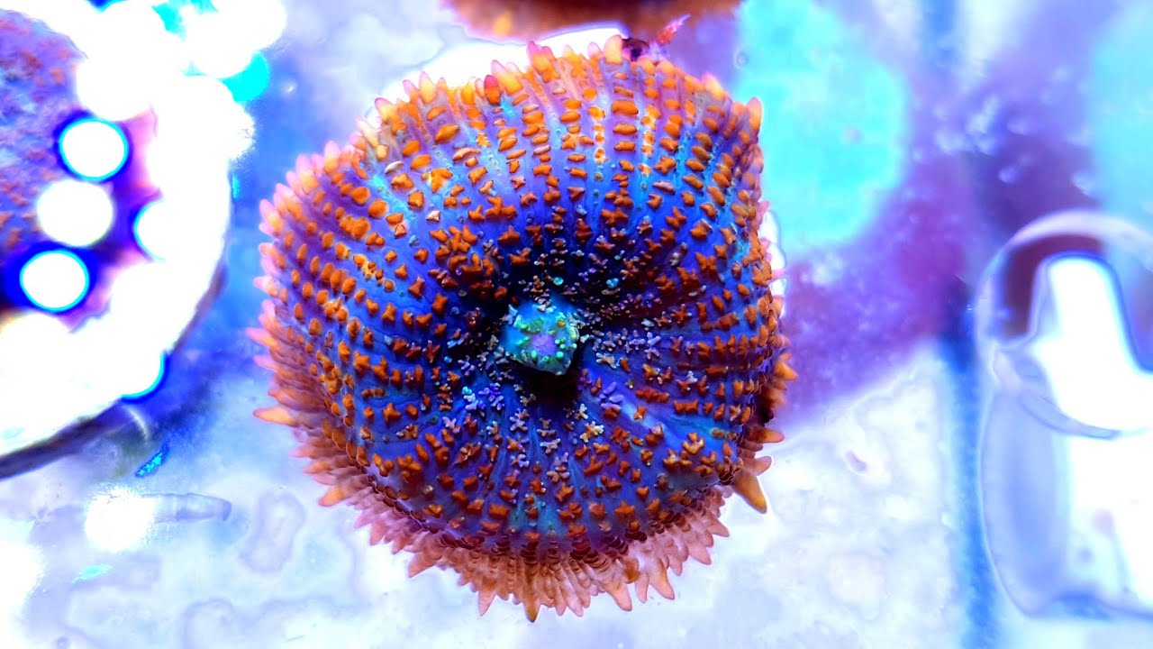 Mushroom Orange Sherbet