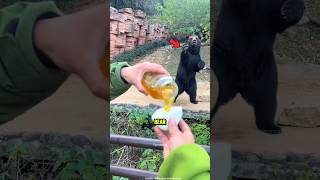 Bear Wants A Honey Bun 🐻 #shorts #shortvideo