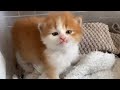 保護翌日、一生懸命鳴いて訴える子猫【子猫成長記録#２】