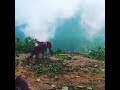 روح البداوه