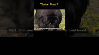 Tibetan Mastiff #dog