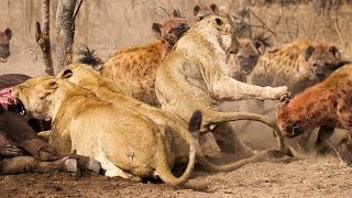 Lions vs hyenas | animal planet full episode in hindi | free documentary nature hindi screenshot 3