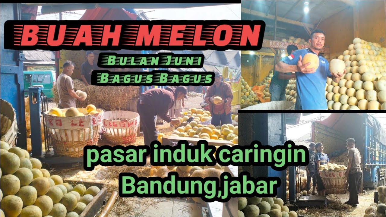 BUAH MELON DI BULAN JUNI BAGUS BAGUSINFO TERBARU HARI YouTube