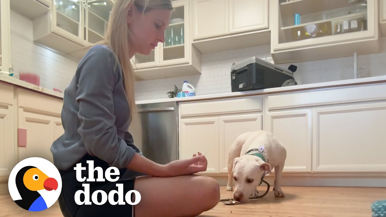 Rescue Dog Flinched When Mom Tried To Pet Her Until  The Dodo