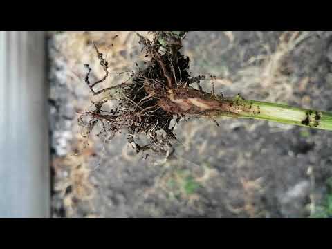 Video: Phytophthora Pepper Blight - Cómo prevenir los síntomas de Phytophthora en las plantas de pimiento