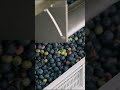 Let's look at the Blueberry Harvester! 🫐🚜🫐