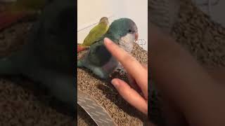 Tickling and Talking with Cutest Quaker Parrots