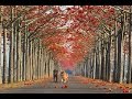 枯葉 Les Feuilles Mortes & Autumn Leaves Ver.1~2 (ジュリエット・グレコ & イヴ・モンタン) シャンソン / 訳詞初稿 Sima