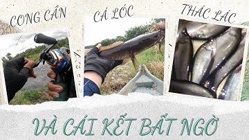 CÂU CÁ LÓC TỰ NHIÊN TẠI BÌA RỪNG U MINH HẠ - CÀ MAU  - HUGO VẪN TRỐN NƠI ĐÂU ĐÂU Á