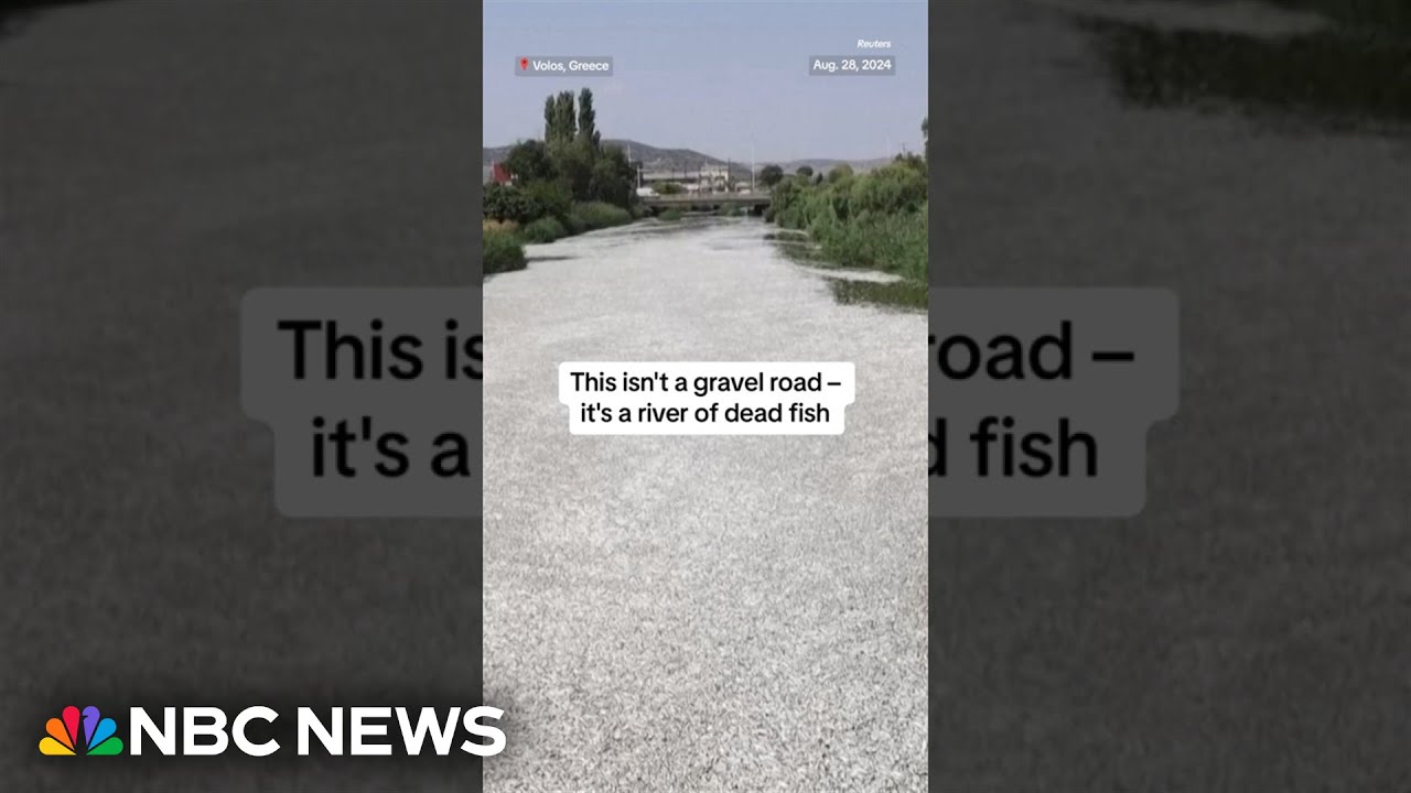 This isn’t a gravel road – it’s a river of dead fish This isn’t a gravel road – it’s a river of dead fish