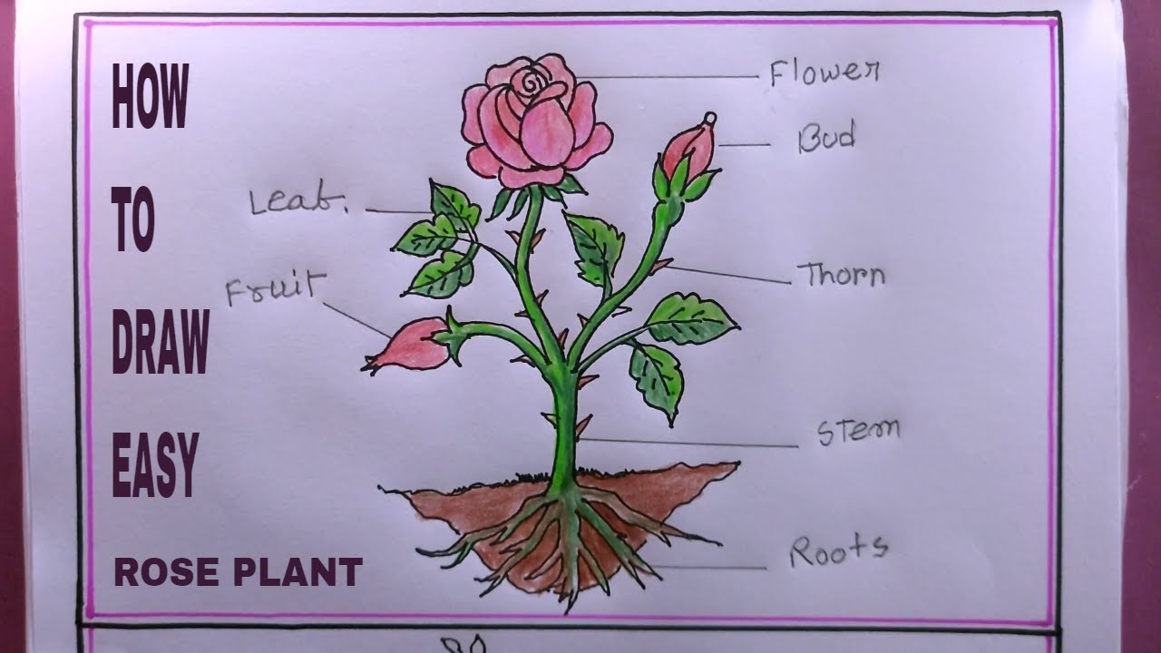 How To Draw Parts Of a Rose Plant/Rose Plant Drawing - YouTube