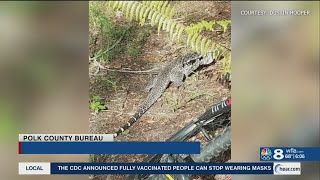 Tegu lizard on loose in Polk County