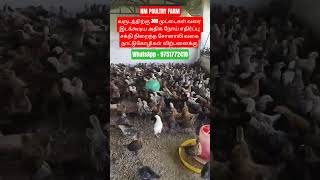 சோனாலி (sonali) கோழி குஞ்சுகள் விற்பனைக்கு #nmpoultry #poultry #sonalichicks #சோனாலி #கோழி #கோழிகள்