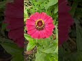 Циния, цветы для сада. Zinnia, flowers for the garden