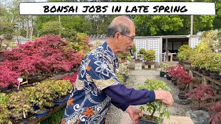Bonsai Jobs in Late Spring