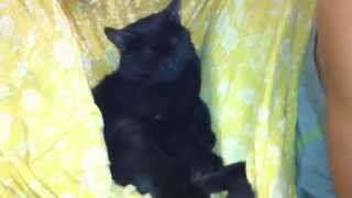 #FUNNY positions of my sleeping cat 2014  [NEW HD]