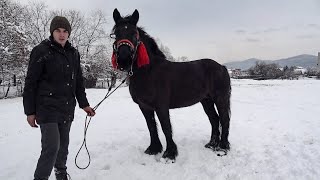 Iapa lui Darius de la Floresti, Cluj 2026 Nou!!!