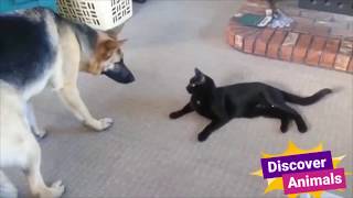 Funny Cats and Dogs Moments by Discover Animals 16 views 4 years ago 10 minutes, 20 seconds