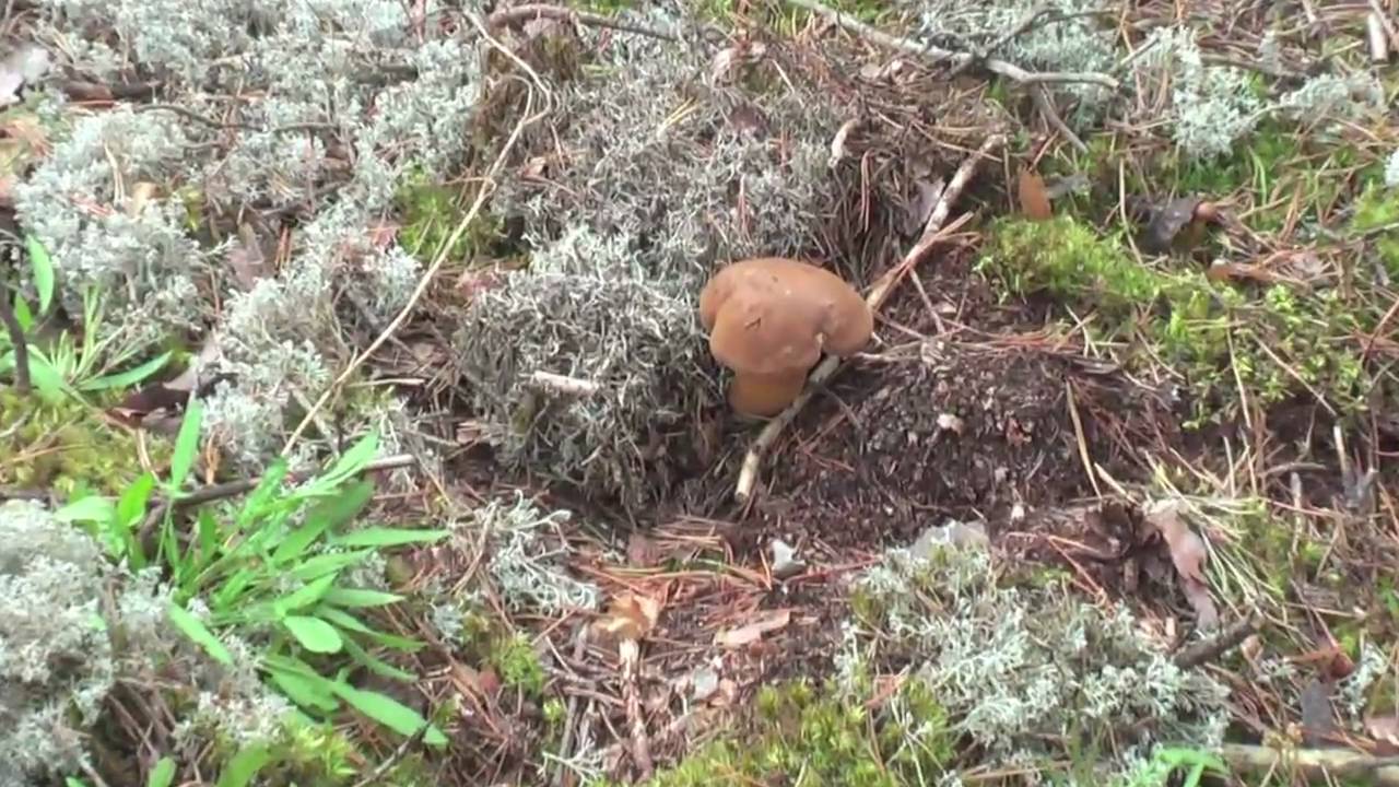 reishi grybai naudingi svorio metimui celiulitas numesti svorio praeina