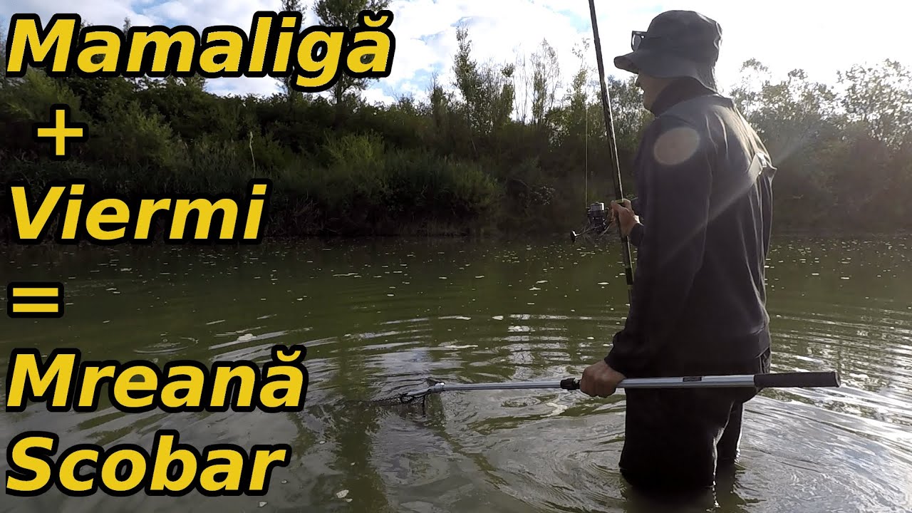 Am Pescuit cu Viermi și Mămăligă după Mreană și Scobar