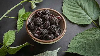 Foraging and Cooking Black Raspberries or Black Cap Berries