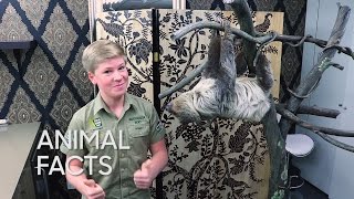 Animal Facts with Robert Irwin: Two-Toed Sloth