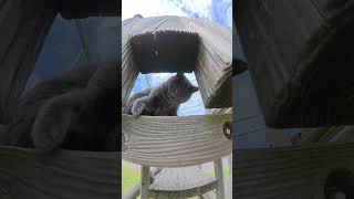 お尻をツンツンされてブチキレる猫 #猫 #ねこ #cat