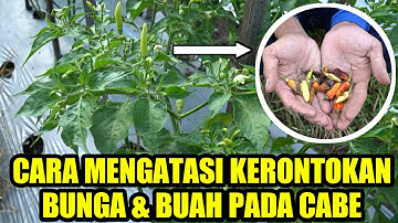 CARA MENGATASI KERONTOKAN BUAH PADA CABE | CARA MENANAM CABE