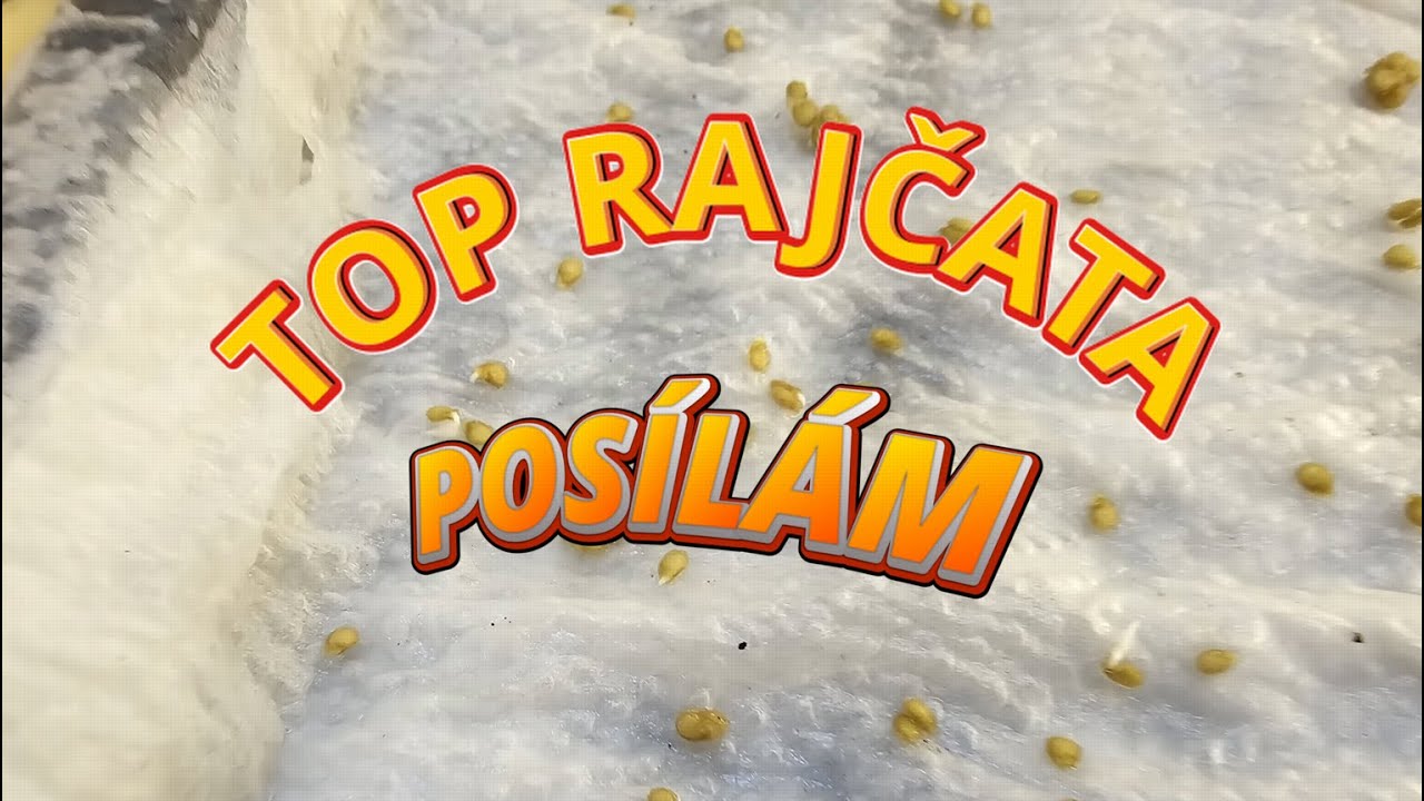 Pěstuji TOP Rajčata! 🍅🔥 Posílám Vám SEMÍNKA (OMEZENĚ) #TopRajčata