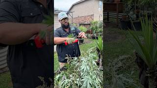 Cleaning Up These Limbs After the Storm!