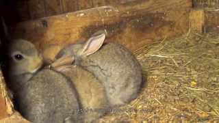 Flemish Giant Bunny Rabbit Babies by AnimalsReview 14,290 views 9 years ago 1 minute, 5 seconds