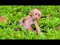 Adorable Baby Monkey Alfie Explores the Grass by mom pretty Teach him | Cute Wildlife Moments