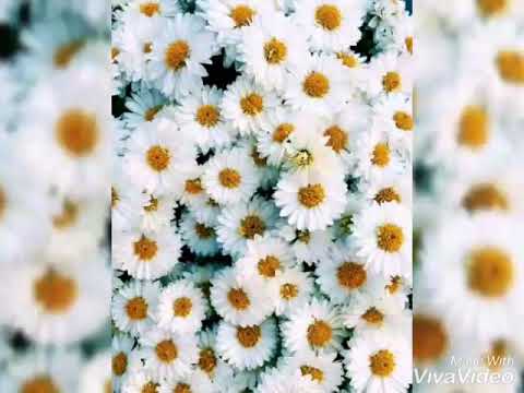 Leqsebi გავიხსენე პირველი სიყვარული