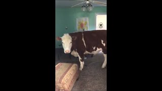 Woman Finds A Big Cow Hanging Out In Her Living Room When She Comes Back From Work