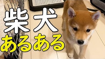 柴犬あるある Youtube