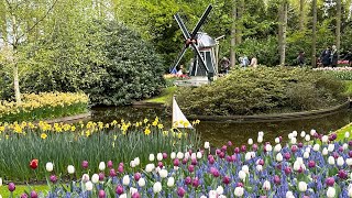 AMSTERDAM: Keukenhof Tulip Festival