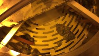 Platinum OG EZ TRIM machine harvest.