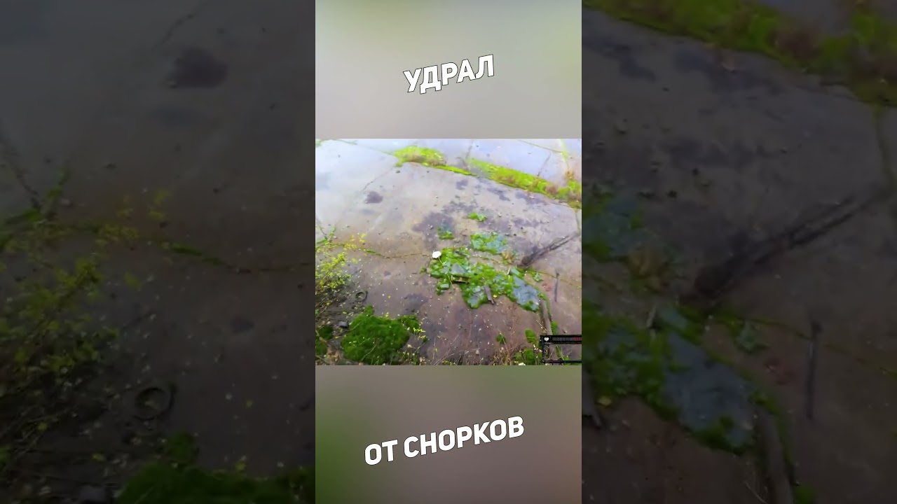 Удрал от снорков  