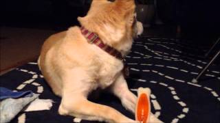 デンタルトイをかんでいるリアンとリナ