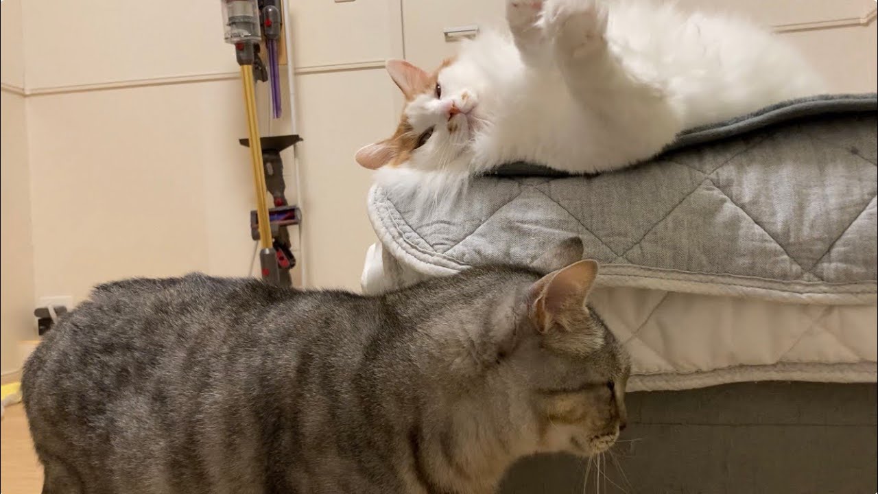 喧嘩しそうでしなかった猫兄弟、仲良くマットで寝る