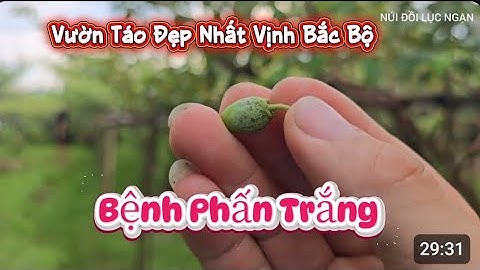 VƯỜN TÁO SIÊU SAI QUẢ VÀ BỆNH PHẤN TRẮNG I NÚI ĐỒ LỤC NGẠN