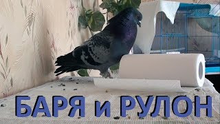 Голубь Баря и рулон