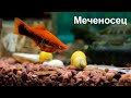 Меченосец - одна из самых неприхотливых аквариумных рыбок, содержание, уход, разведение.