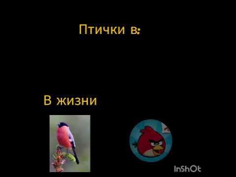 мем энгри Берс #птицы - YouTube