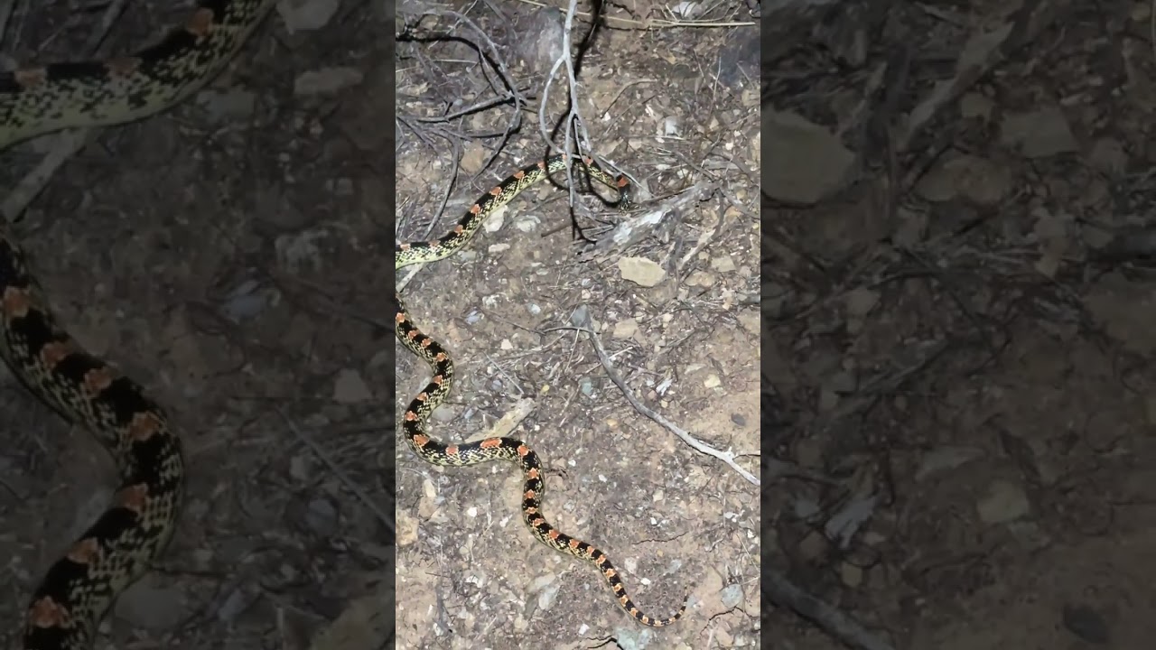 Hunting Longnosed Snake