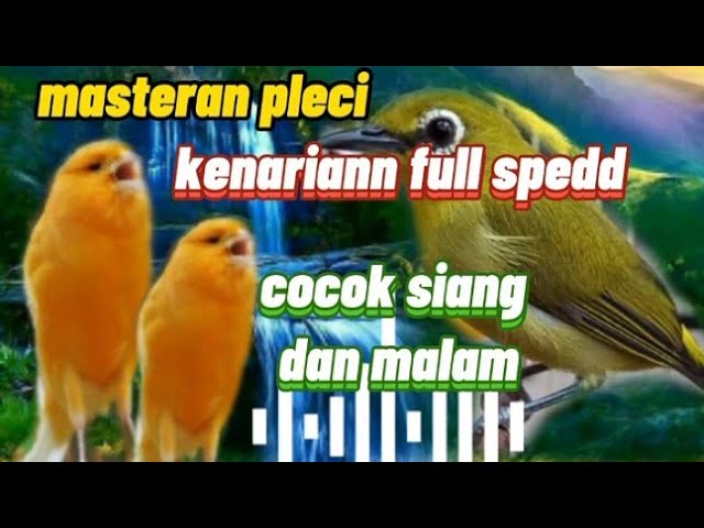 masteran pleci kenarian full sped terbaru siang dan malam di jamin masuk. class=